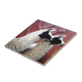 Paare Lamas Fliese (Seite)