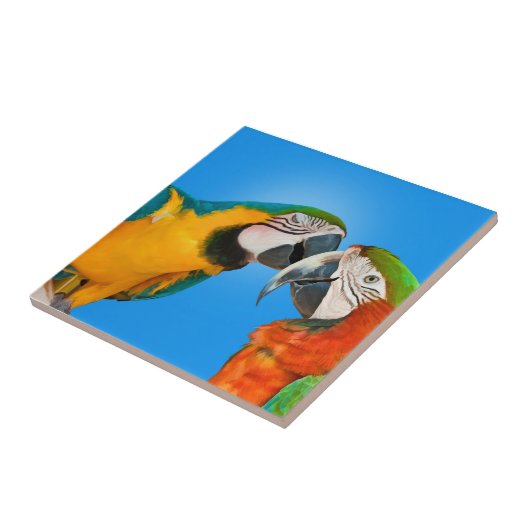 Paare Papageien, die Fliese küssen (Seite)