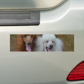 Paare Pudel Autoaufkleber (Auf Auto)