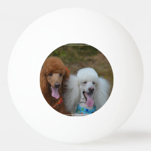 Paare Pudel Tischtennisball
