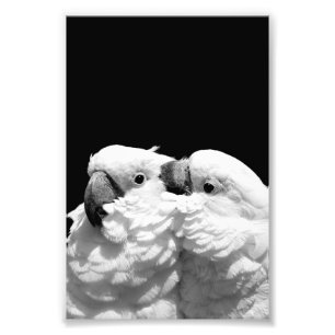 Paare Regenschirm Cockatoos Fotodruck