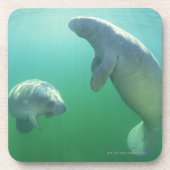Paare schwimmende Florida-Manatis Untersetzer (Vorderseite)