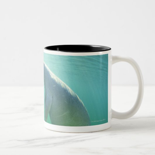 Paare schwimmende Florida-Manatis Zweifarbige Tasse (Rechts)