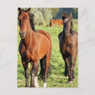 Paare von Morgans Postkarte