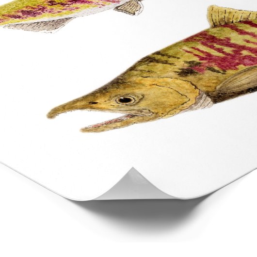 Paarung von Chum Lachs Poster (Ecke)
