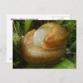 Paarung von Slugs Postkarte (Vorne/Hinten)