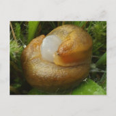 Paarung von Slugs Postkarte (Vorderseite)