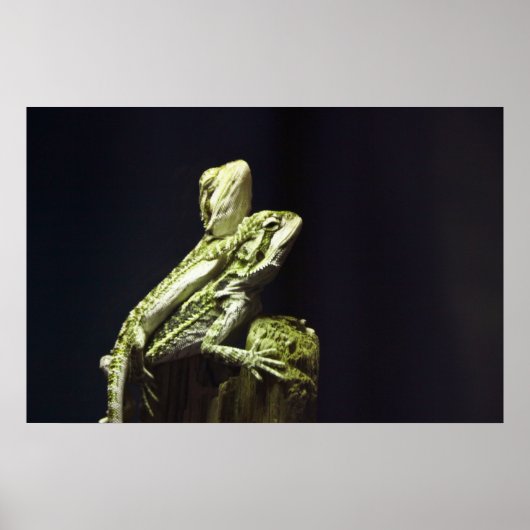 Paating Lizards Poster (Vorne)