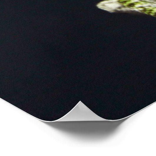 Paating Lizards Poster (Ecke)