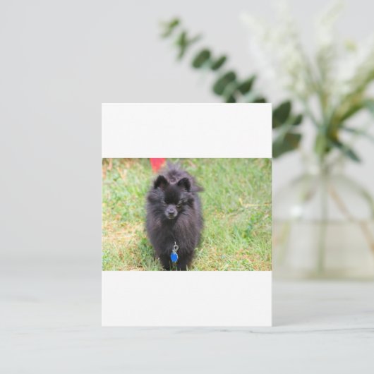 Pablo des Spitzes Postkarte (Stehend Vorderseite)