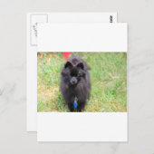 Pablo des Spitzes Postkarte (Vorne/Hinten)