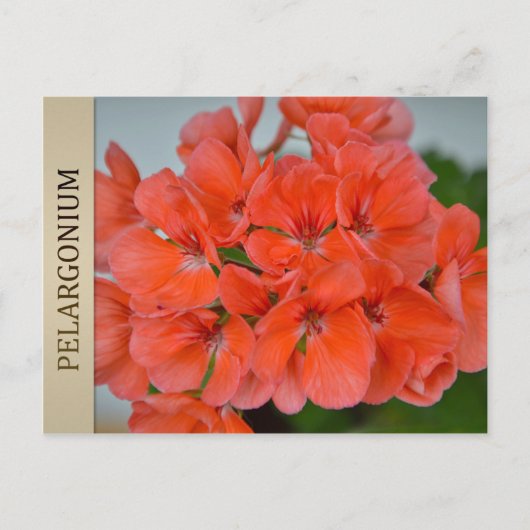 PAC Bergpalais Pelargonium Postcard Postkarte (Vorderseite)