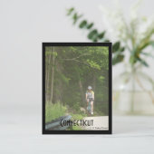 Pachaug Staat Forest, Ct. Postkarte (Stehend Vorderseite)