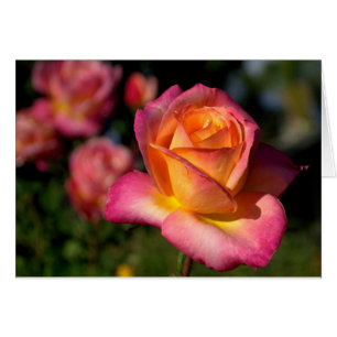 Pachelrosa-Rose-Blankenkarte