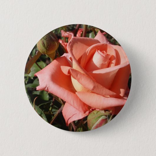 Pachy Rosa Rose Button (Vorderseite)
