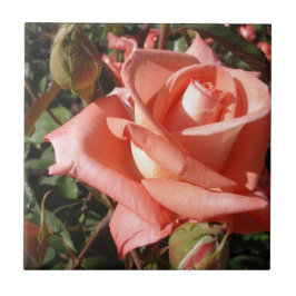 Pachy Rosa Rose Fliese