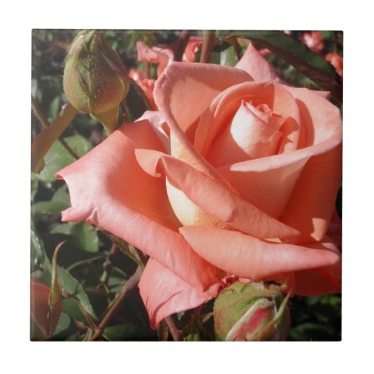 Pachy Rosa Rose Fliese (Vorderseite)