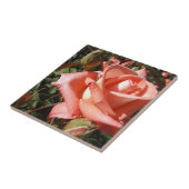 Pachy Rosa Rose Fliese (Seite)