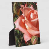Pachy Rosa Rose Fotoplatte (Seite)