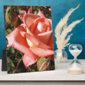 Pachy Rosa Rose Fotoplatte (Seite)