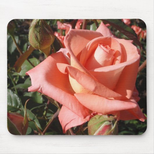 Pachy Rosa Rose Mousepad (Vorne)
