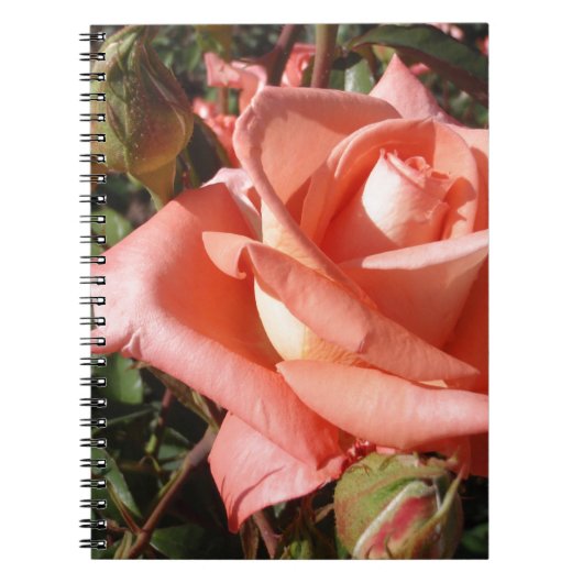 Pachy Rosa Rose Notizblock (Vorderseite)