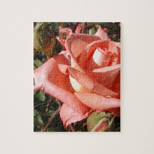 Pachy Rosa Rose Puzzle (Vertikal)