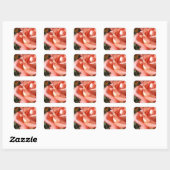 Pachy Rosa Rose Quadratischer Aufkleber (Blatt)