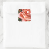 Pachy Rosa Rose Quadratischer Aufkleber (Tasche)