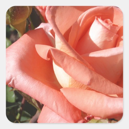 Pachy Rosa Rose Quadratischer Aufkleber (Vorderseite)