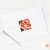 Pachy Rosa Rose Quadratischer Aufkleber (Umschlag)
