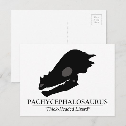 Pachycephalosaurus Skull Postkarte (Vorne/Hinten)