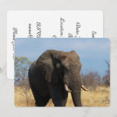 Pachyderm Einladung (Vorne/Hinten)