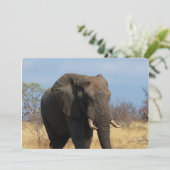 Pachyderm Einladung (Stehend Vorderseite)