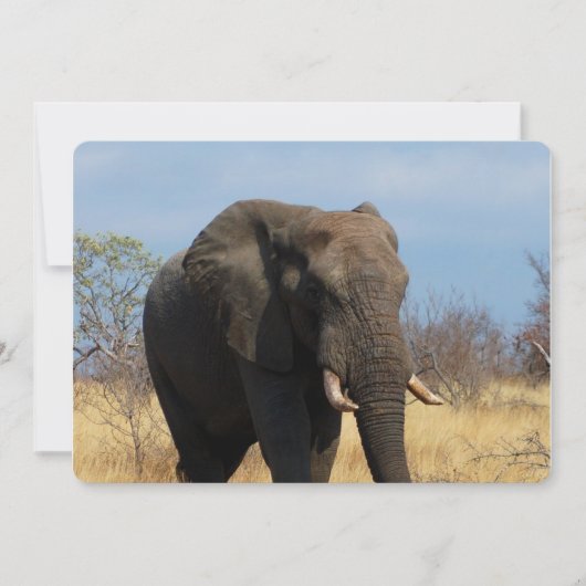 Pachyderm Einladung (Vorderseite)