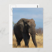 Pachyderm Postkarte (Vorne/Hinten)