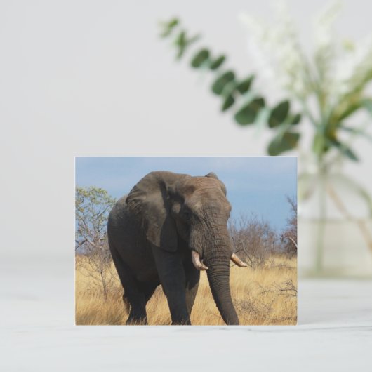 Pachyderm Postkarte (Stehend Vorderseite)