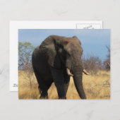 Pachyderm Postkarte (Vorne/Hinten)
