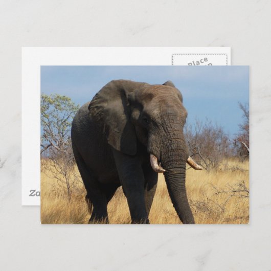 Pachyderm Postkarte (Vorne/Hinten)