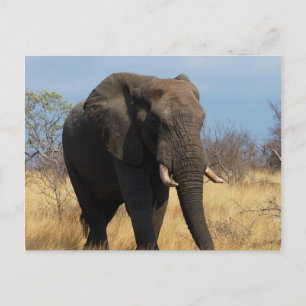 Pachyderm Postkarte 