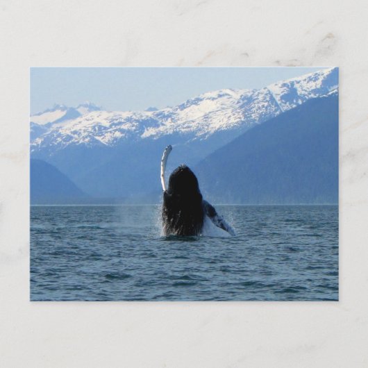 Pacific Ballet Postkarte (Vorderseite)