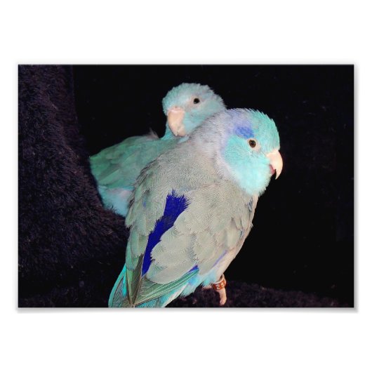 Pacific Blue Parrotlet Love Birds Portrait Foto (Vorne)