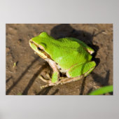 Pacific Chorus Frog Poster (Vorne)