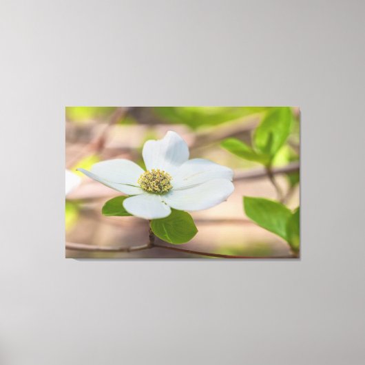 Pacific Dogwood Leinwanddruck (Vorderseite)