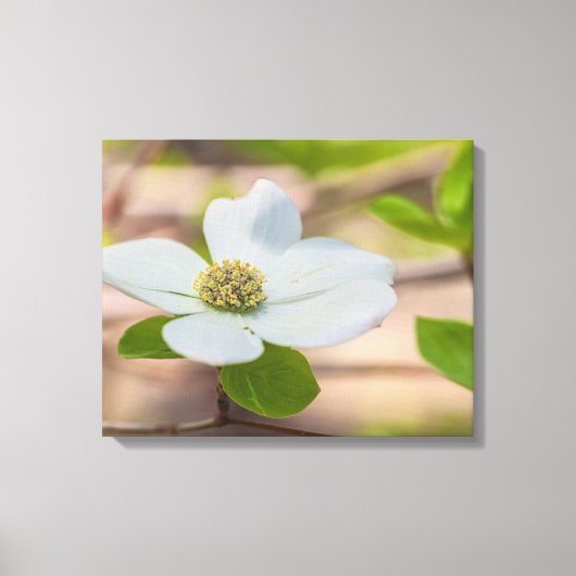 Pacific Dogwood Leinwanddruck (Vorderseite)