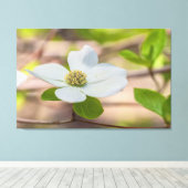Pacific Dogwood Leinwanddruck (Insitu (Holzboden))
