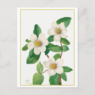 Pacific Dogwood Vintag Botanical Illustration Postkarte
