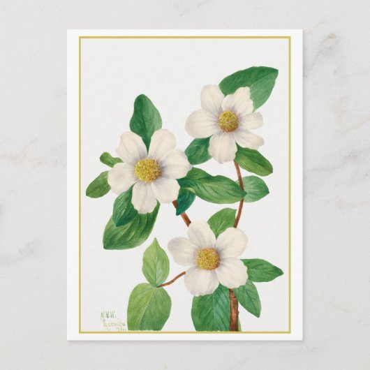 Pacific Dogwood Vintag Botanical Illustration Postkarte (Vorderseite)