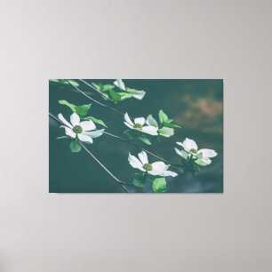 Pacific Dogwoods Leinwanddruck