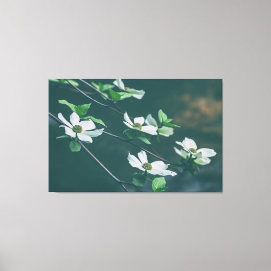 Pacific Dogwoods Leinwanddruck (Vorderseite)